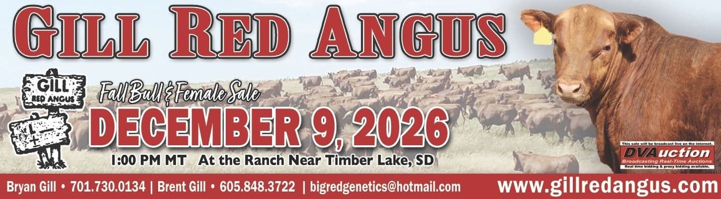 Gill Red Angus December 2026 Bull Commercial Bred Heifers Bred Cow Sale South Dakota Ranch Channel