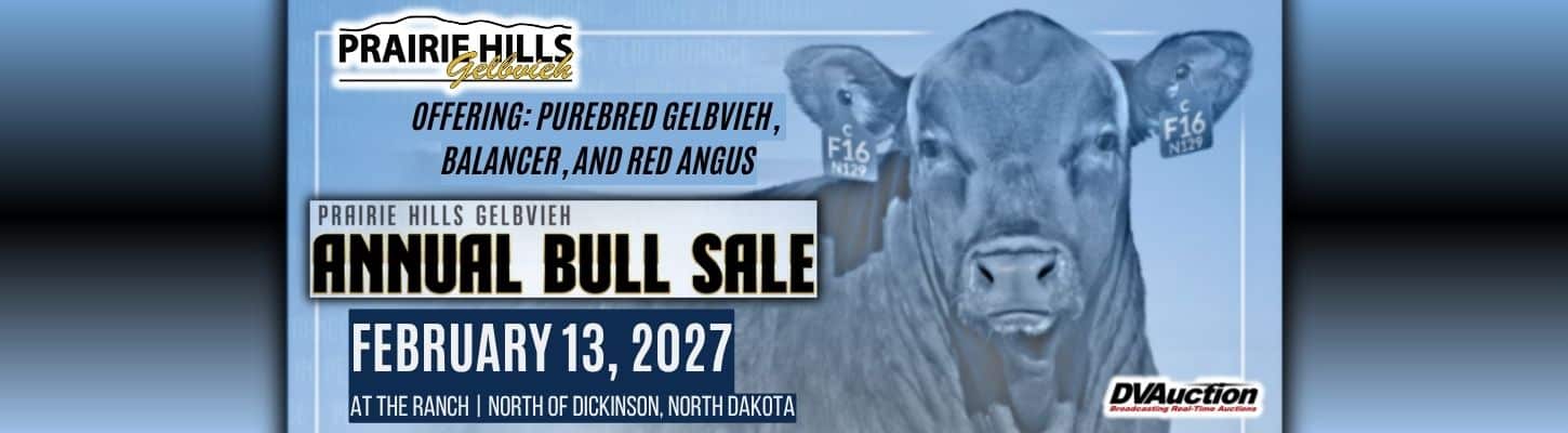 For Sale Prairie Hills Gelbvieh Balancer Red Angus Bull Sale 2027 Ranch Channel