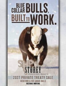 Storey Hereford Ranch Hereford Red Angus Bull Private Treaty Sale 2027 Kohlbeck Montana Ranch Channel